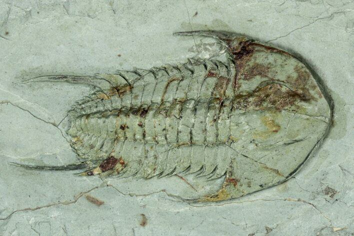 Lower Cambrian Trilobite (Neltneria) - Issafen, Morocco #189921